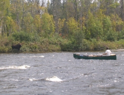 [Moose On The Allagash]