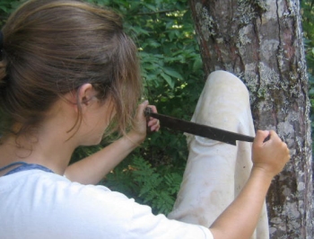 [scraping a deer hide]